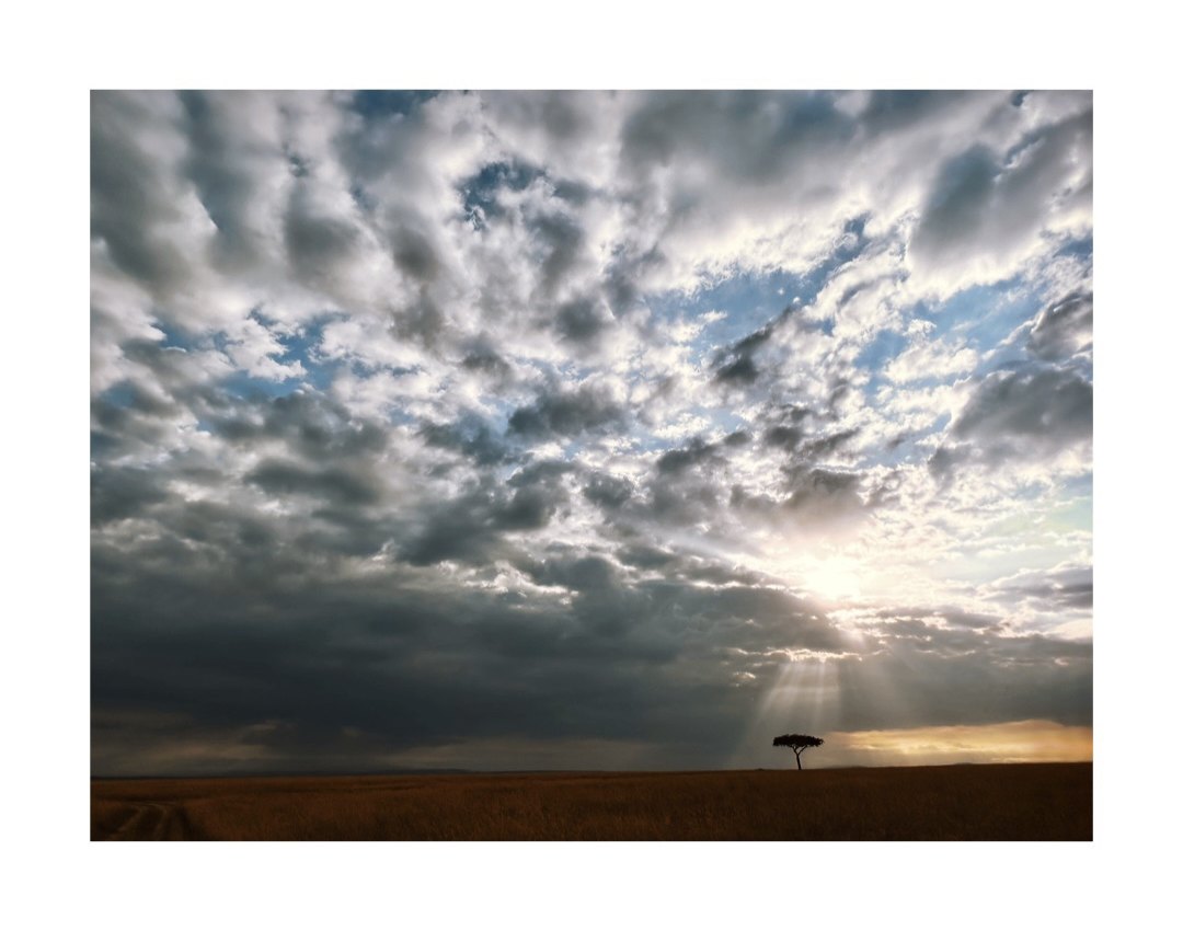 A lone acacia tree on the open savannah under a vast cloudy sky, with rays of light breaking through at sunset