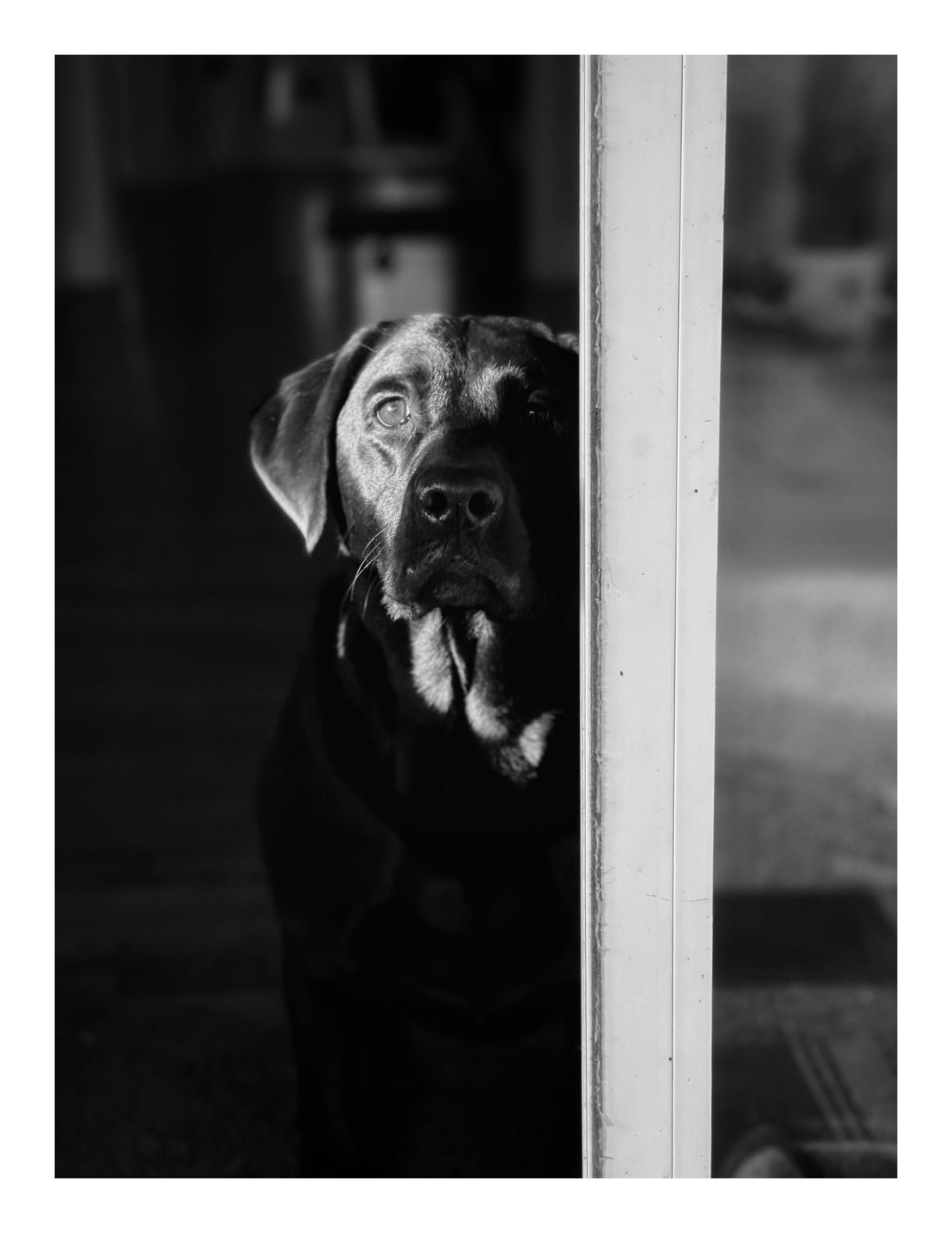 Black-and-white photo of a black Labrador looking out from behind a door frame, lit from one side