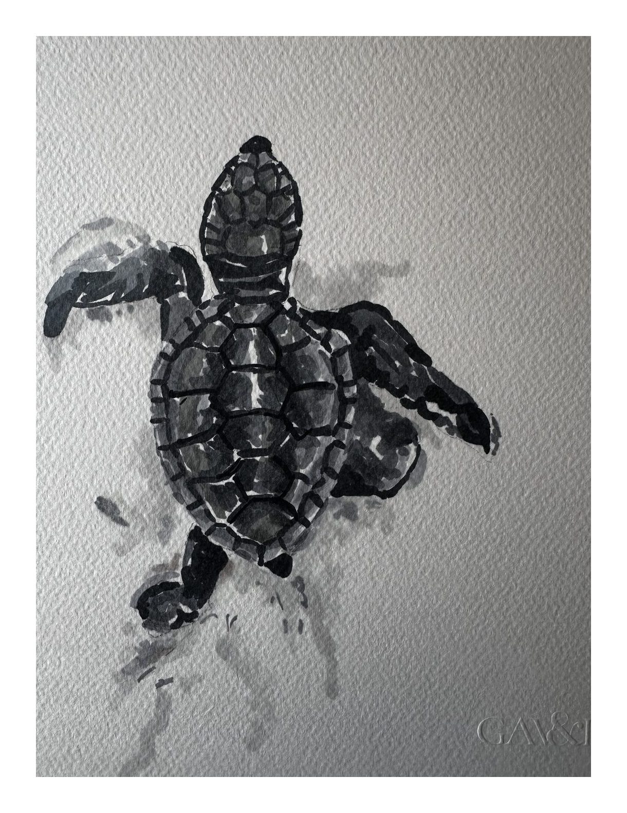 Ink and wash painting of a baby sea turtle seen from above on textured gray paper