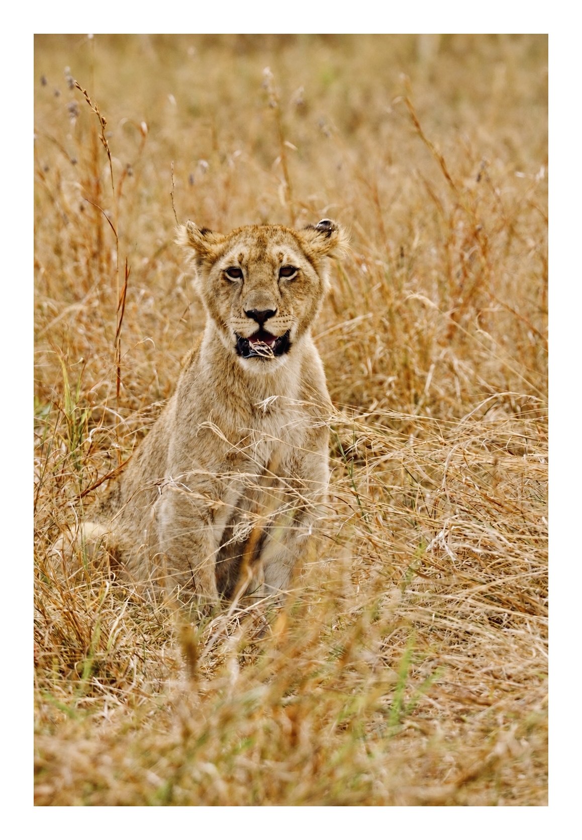 A young lion sits upright in tall dry golden grass and looks straight at the camera