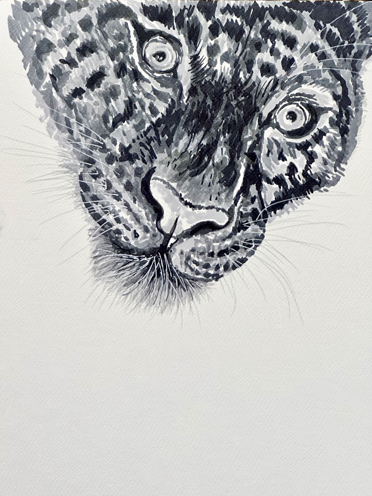 A leopard portrait in gray alcohol-based markers with white ink whiskers, on textured paper, the face filling the top of the sheet